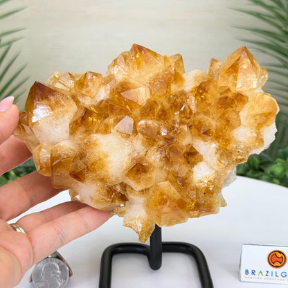 High Quality Brazilian Citrine ( Heated ) Cluster on Metal Stand, 2.1kg & 17x12x11cm,  #4491CI-030
